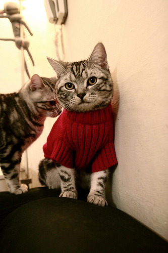 CBA球队强化教练团队配备,cba教练兼球员