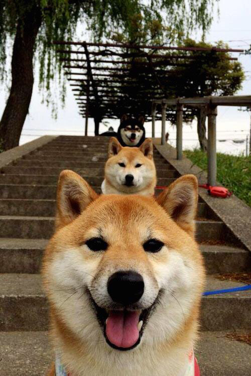 新加坡队赛制分析：如何借助赛制优势提升技术发挥，新加坡联赛