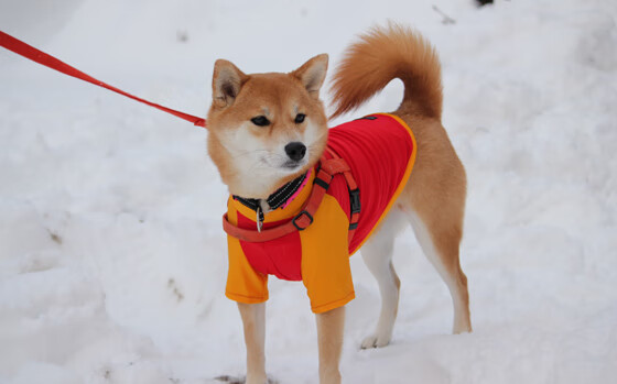 皇家社会传控精准压缩对方进攻区域,皇家社会在实况