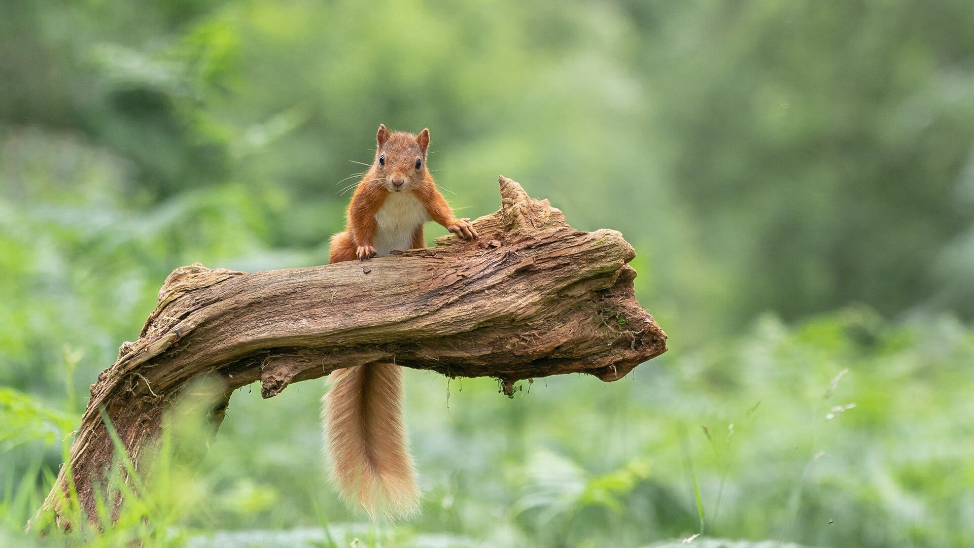 塞尔维亚女篮在欧洲锦标赛中表现出色，争夺金牌在望，塞尔维亚女蓝实力如何