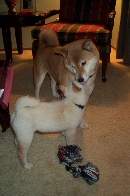 华体会在线下载-奥康纳的反击速度与传球精准，打破对手防线，josh 奥康纳