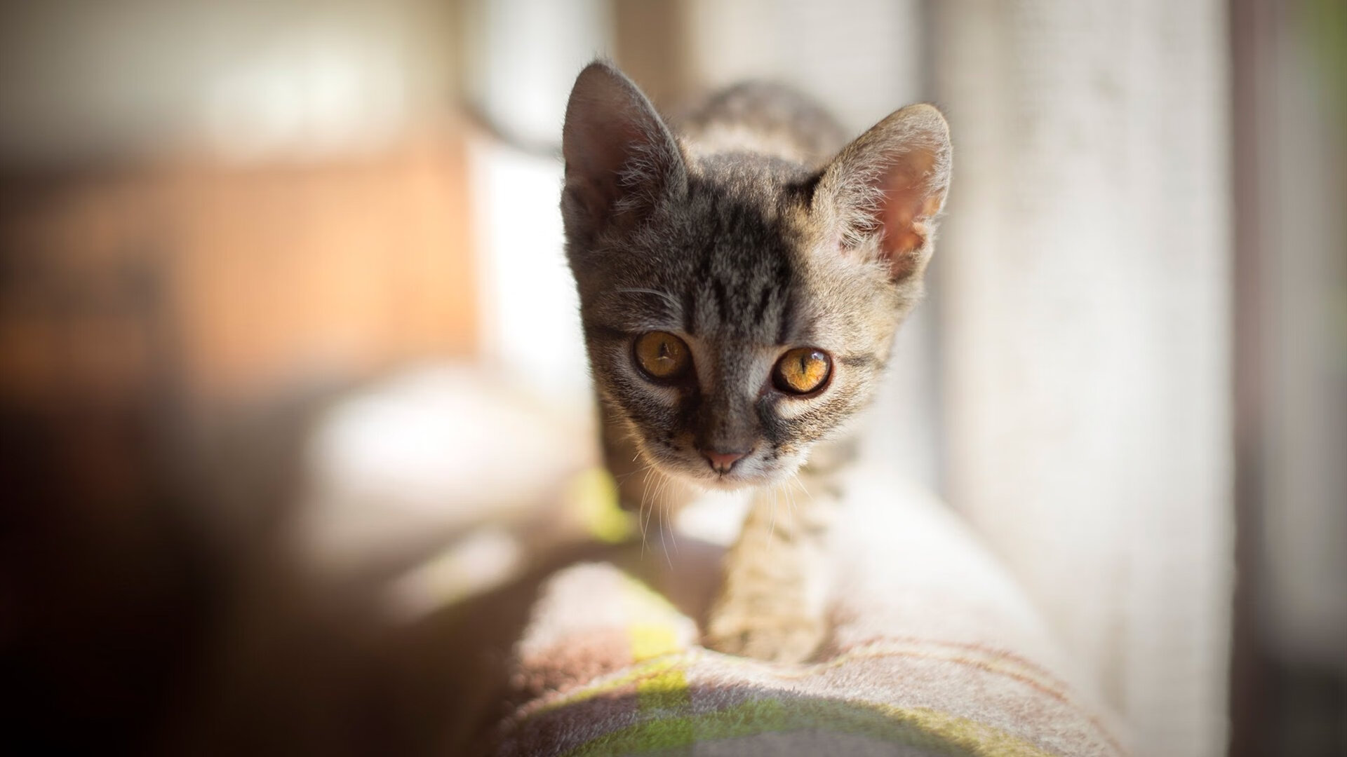 华体会app下载-维尔·冯·威克：突破力和力量兼备，南非队进攻的“锋刃”