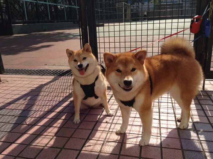 1451亿王传福,巴菲特为何选择离开?,巴菲特传主要内容