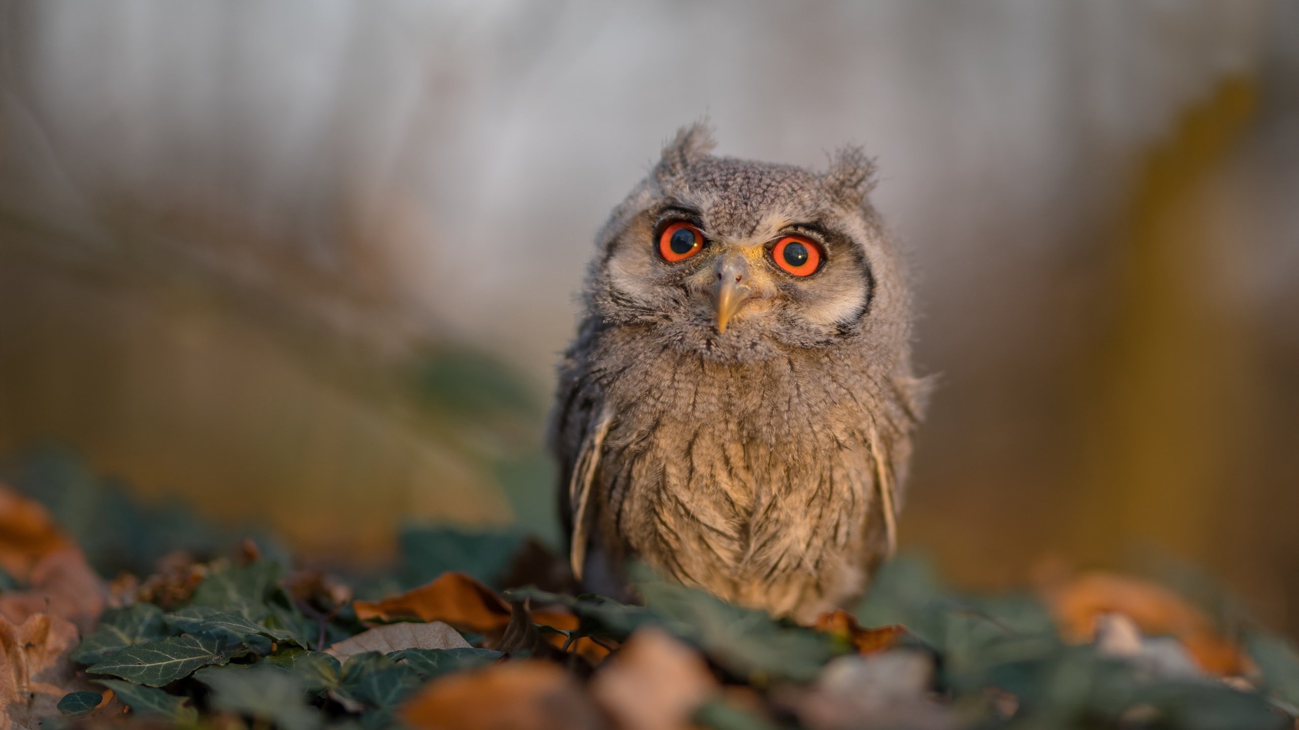 业内人士认可樊振东反手技术,状态稳步提升,樊振东反手是世界上最强的吗