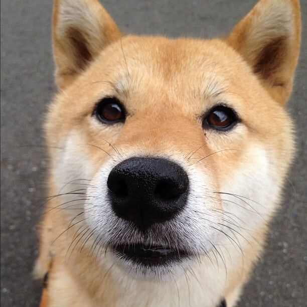 中国放弃WTO特殊待遇,会影响中企国际竞争力吗?,中国会退出wto吗