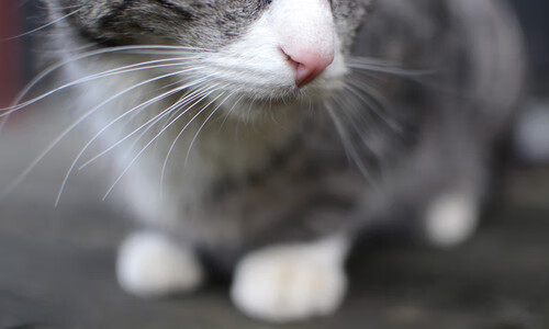 中国足球联赛深化足球产业链发展，中国足球发展总体方案